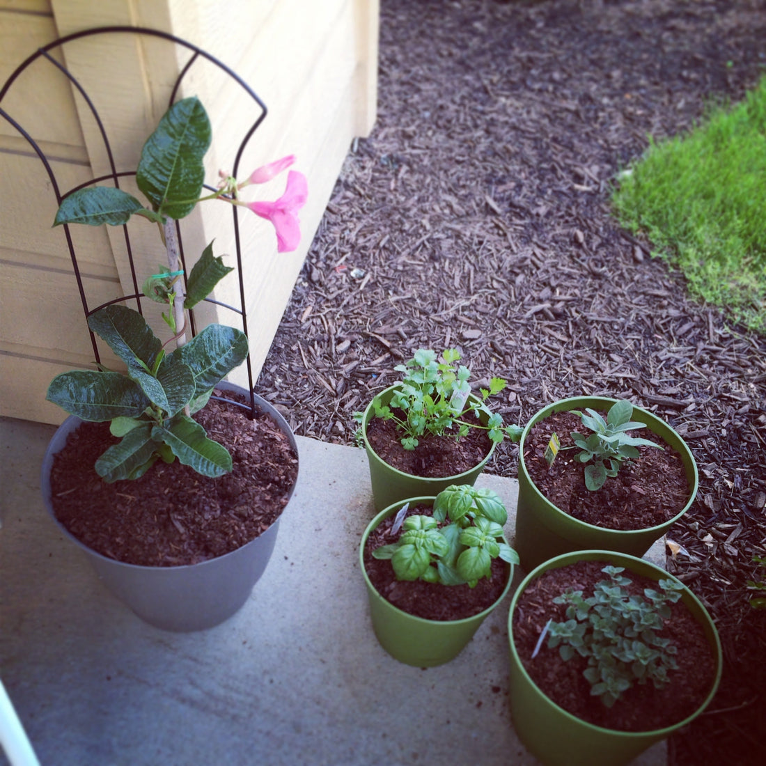 potted plants on a concrete patio