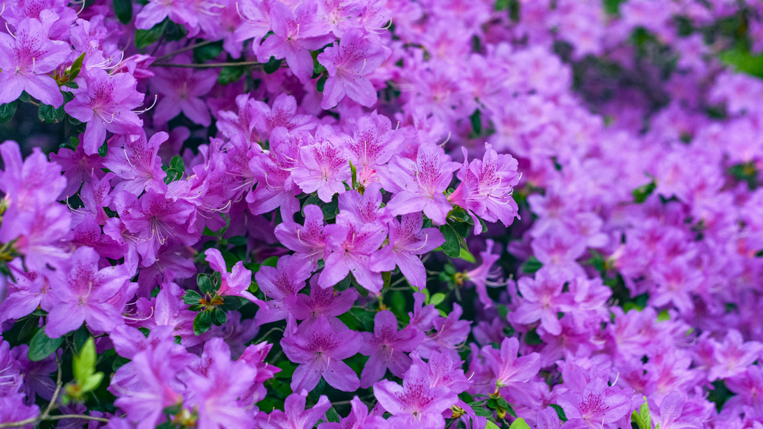 bunch of pink azalea blooms