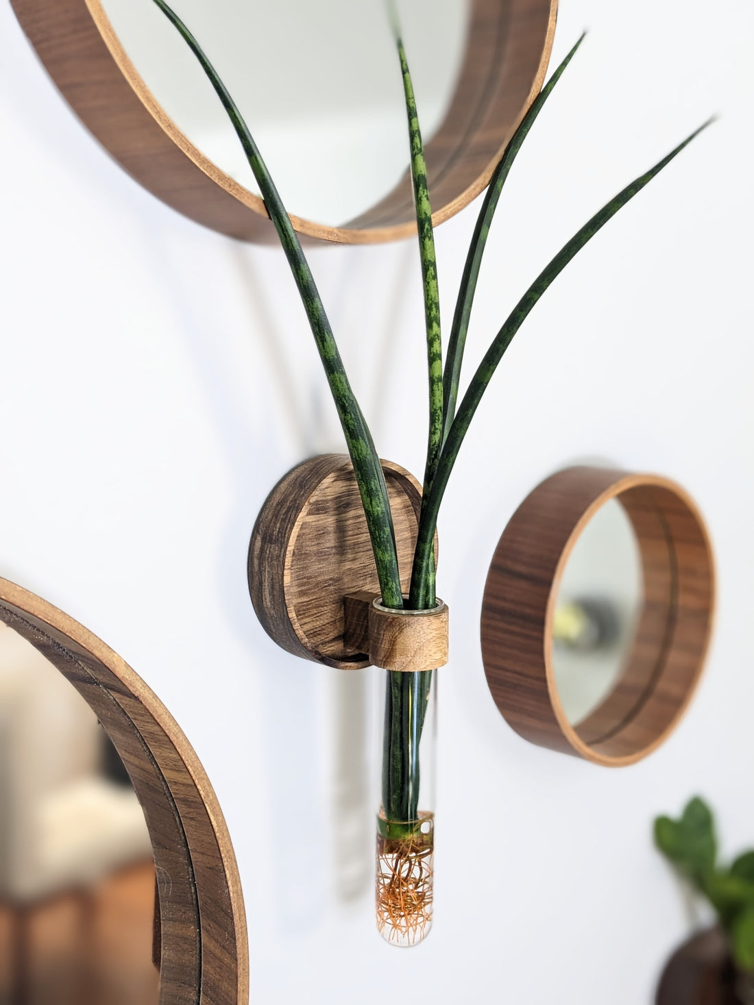 plant wall alternative