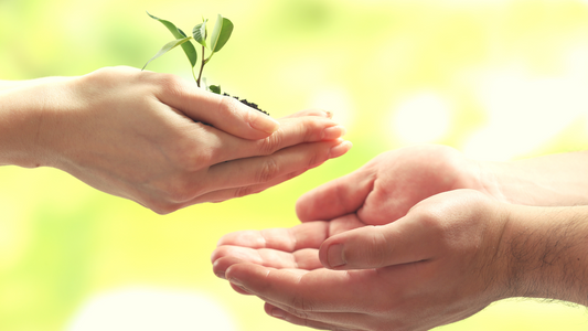 Plant swap between hands