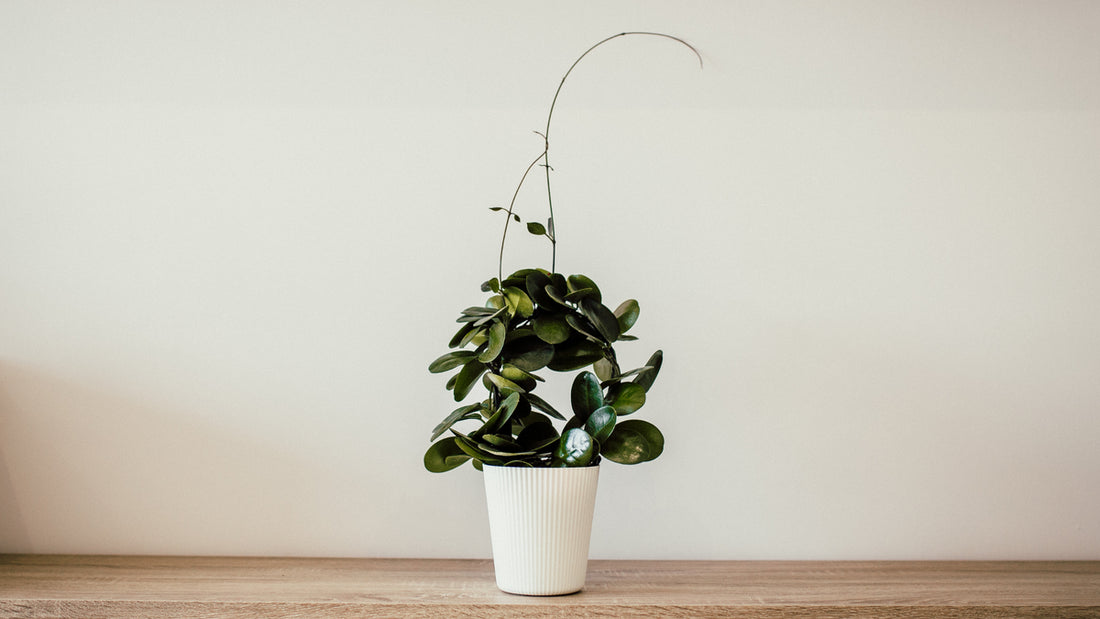 Image title how to know when to simplify your plant care