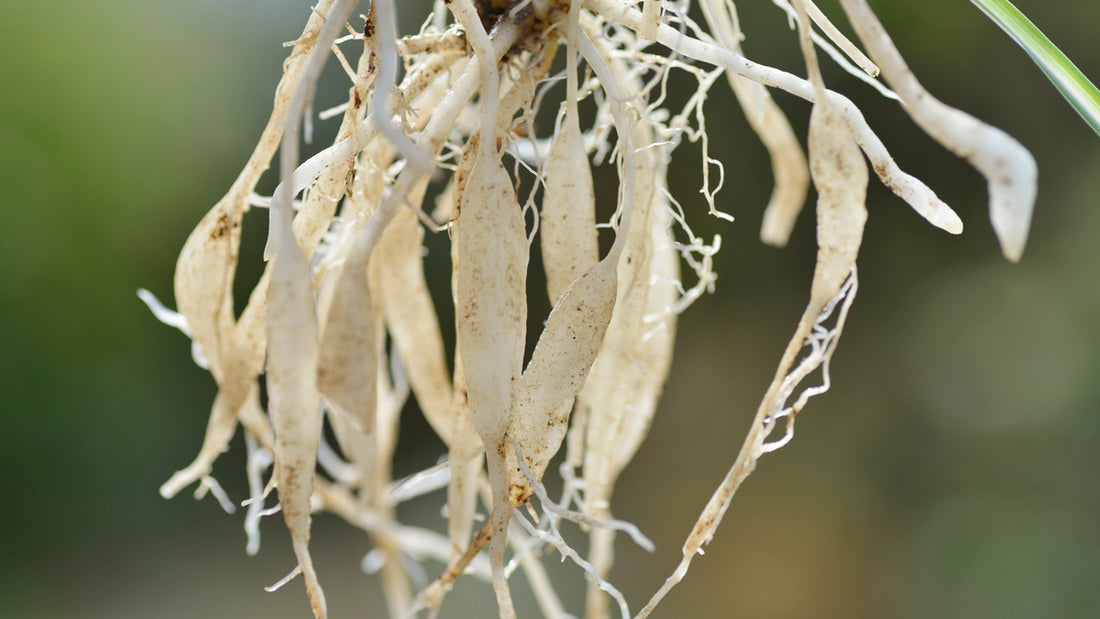 How to Avoid Root Rot When Water Propagating