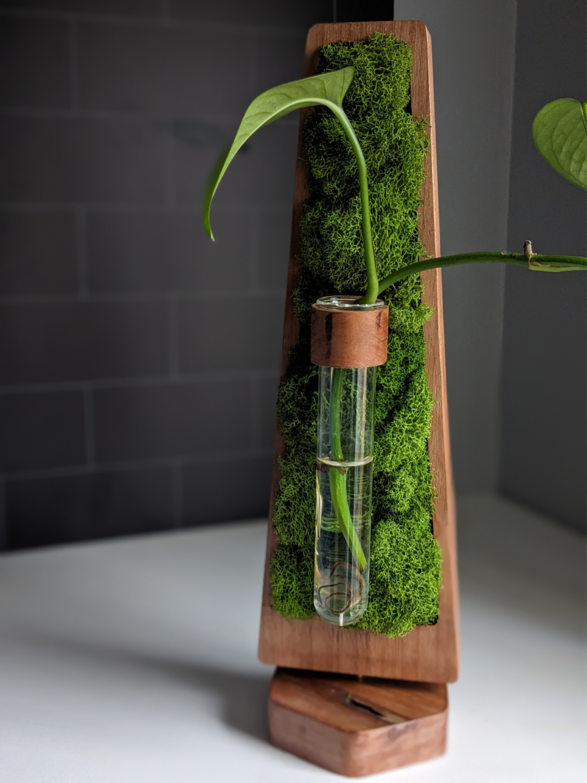 Pedestal Series: A-Frame Plant Propagation Stand