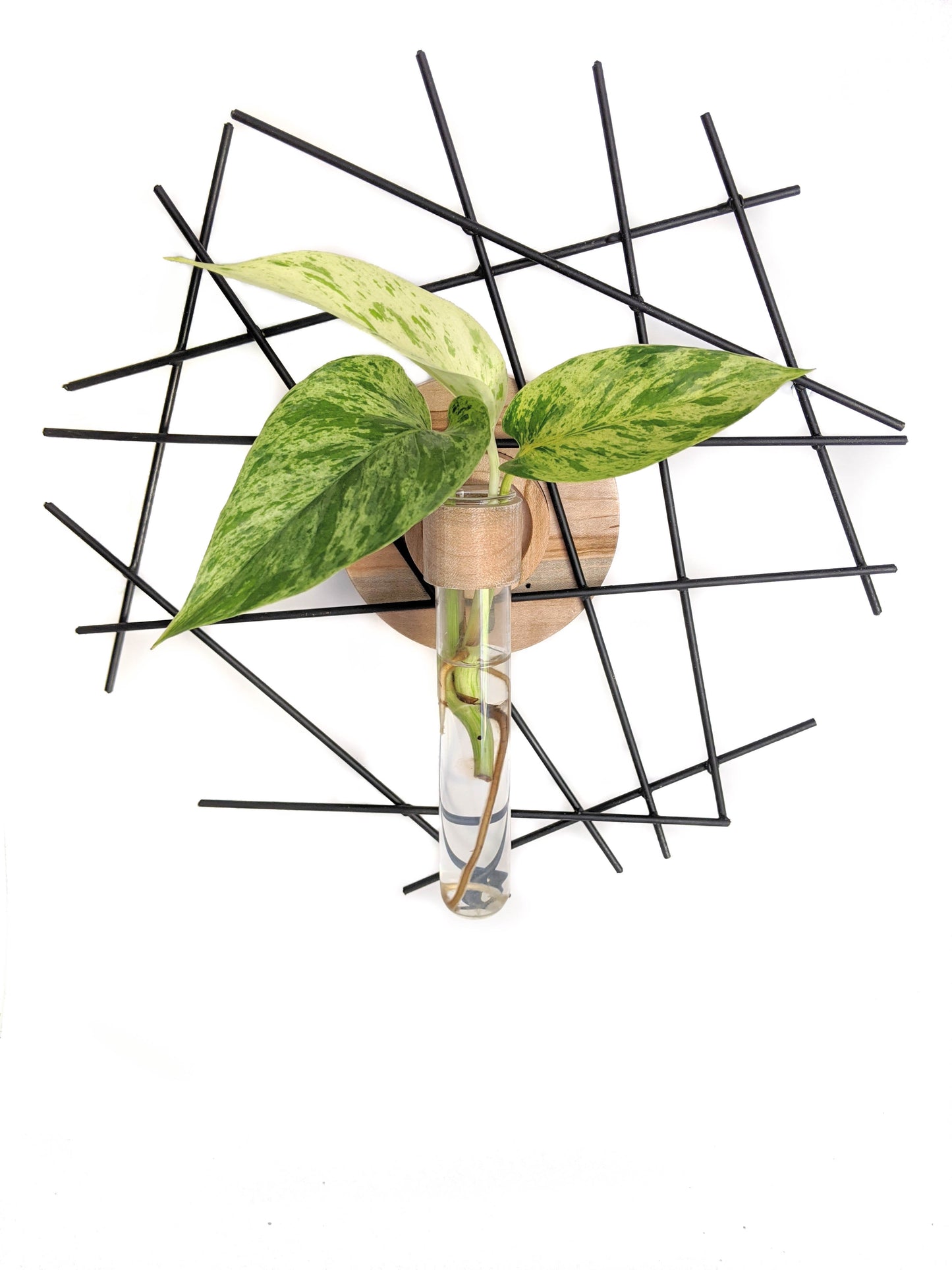 Image of Maple Crux Plant Propagation Wall Art