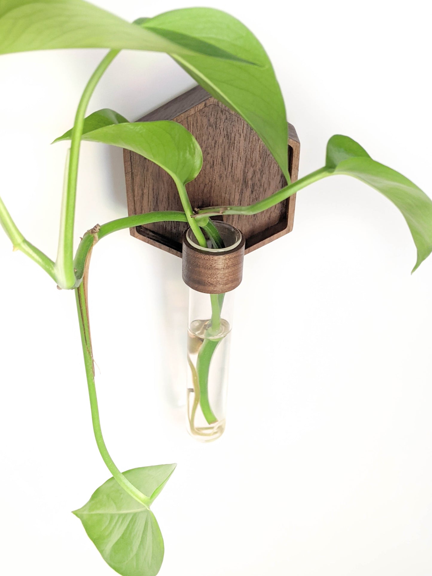 Image of walnut plant propagation wall vase