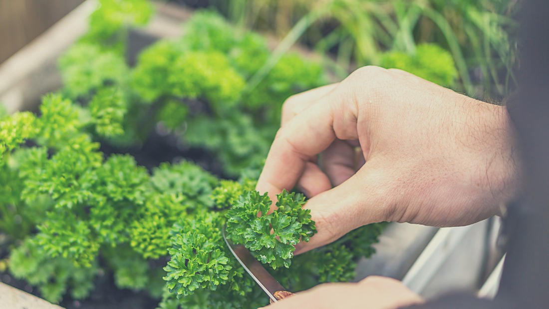 father's day gifts for plant loving dads