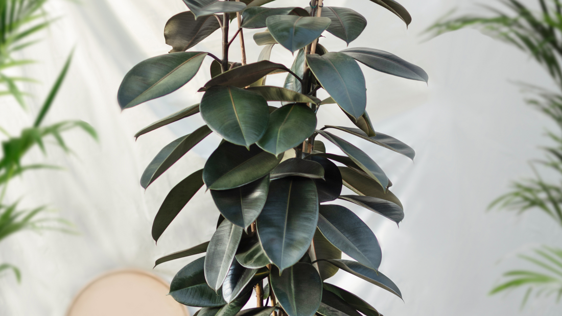 photo of ficus elastica plant