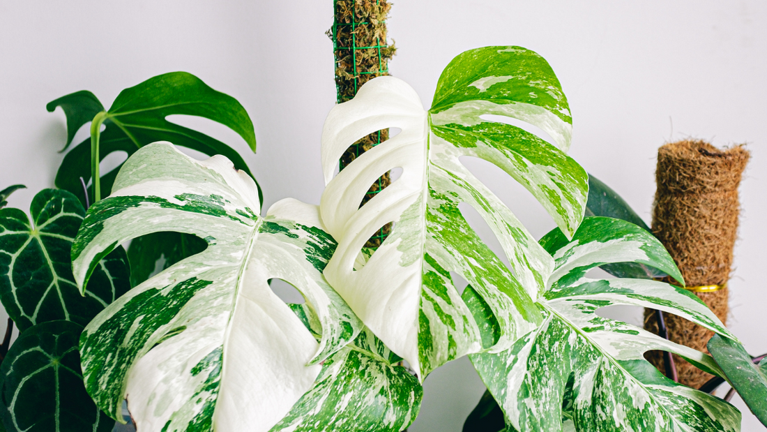 Image of variegated monstera house plant