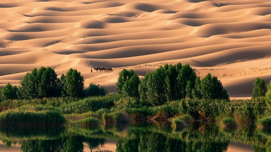 image of a desert oasis