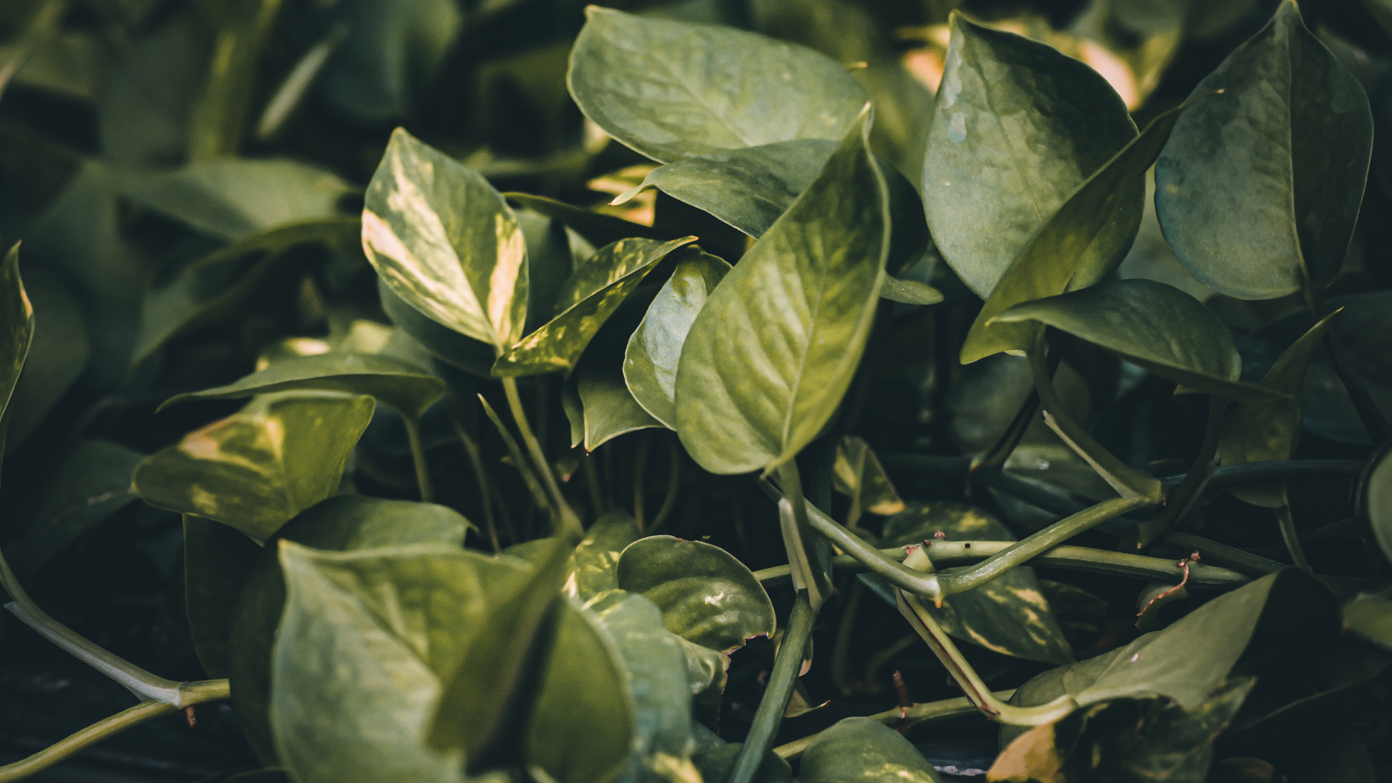 Philodendron vs. Pothos | Theory Beyond Design - Theory Beyond Design