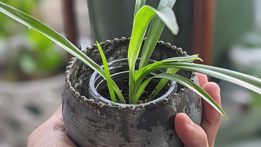 rare houseplant solid green spider plant