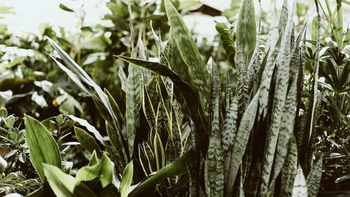 How to Grow Snake Plant Cuttings Theory Beyond Design