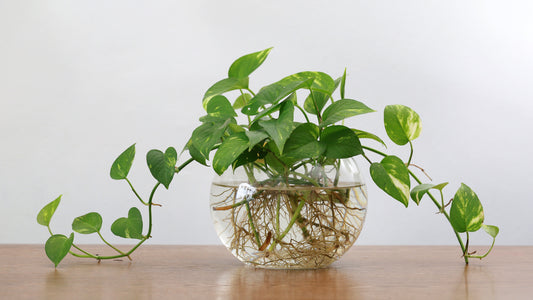 Plant Propagation: Why Water Propagation Means Easy Plant Care For You