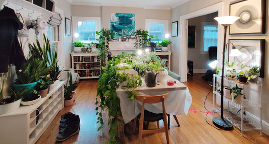 How to Prep Your Indoor Jungle For Extended Travel