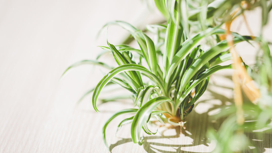 How to Care for Your Spider Plant and Get Maximum Growth