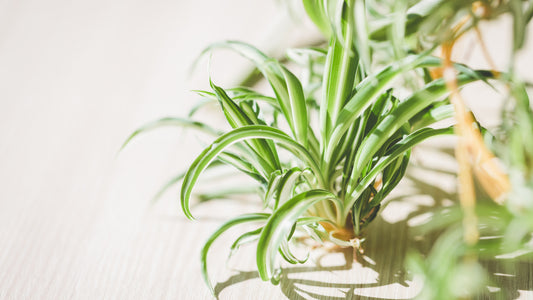 Image title how to grow spider plants in water