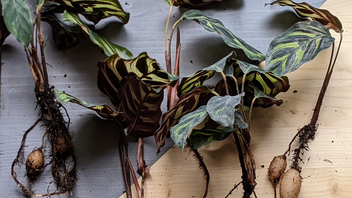How to Grow Calatheas in Water - Theory Beyond Design