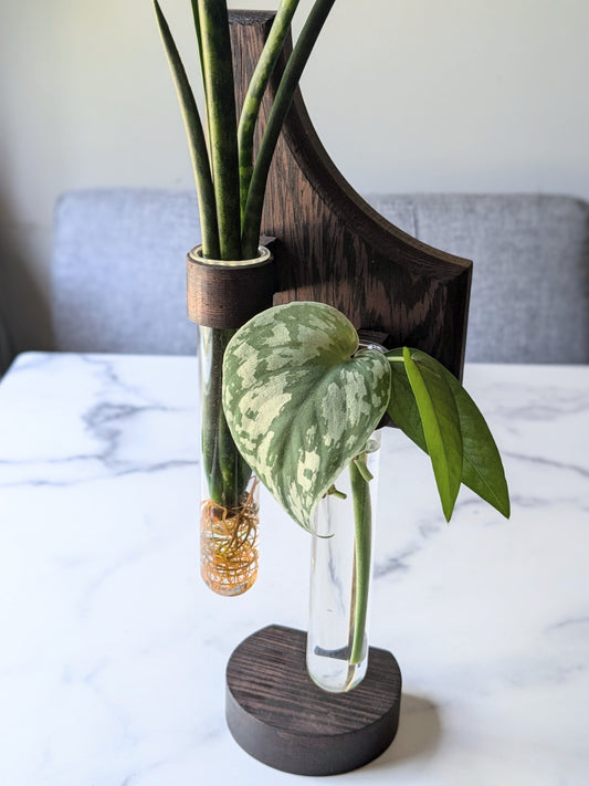 Asymmetric Plant Propagation Vase