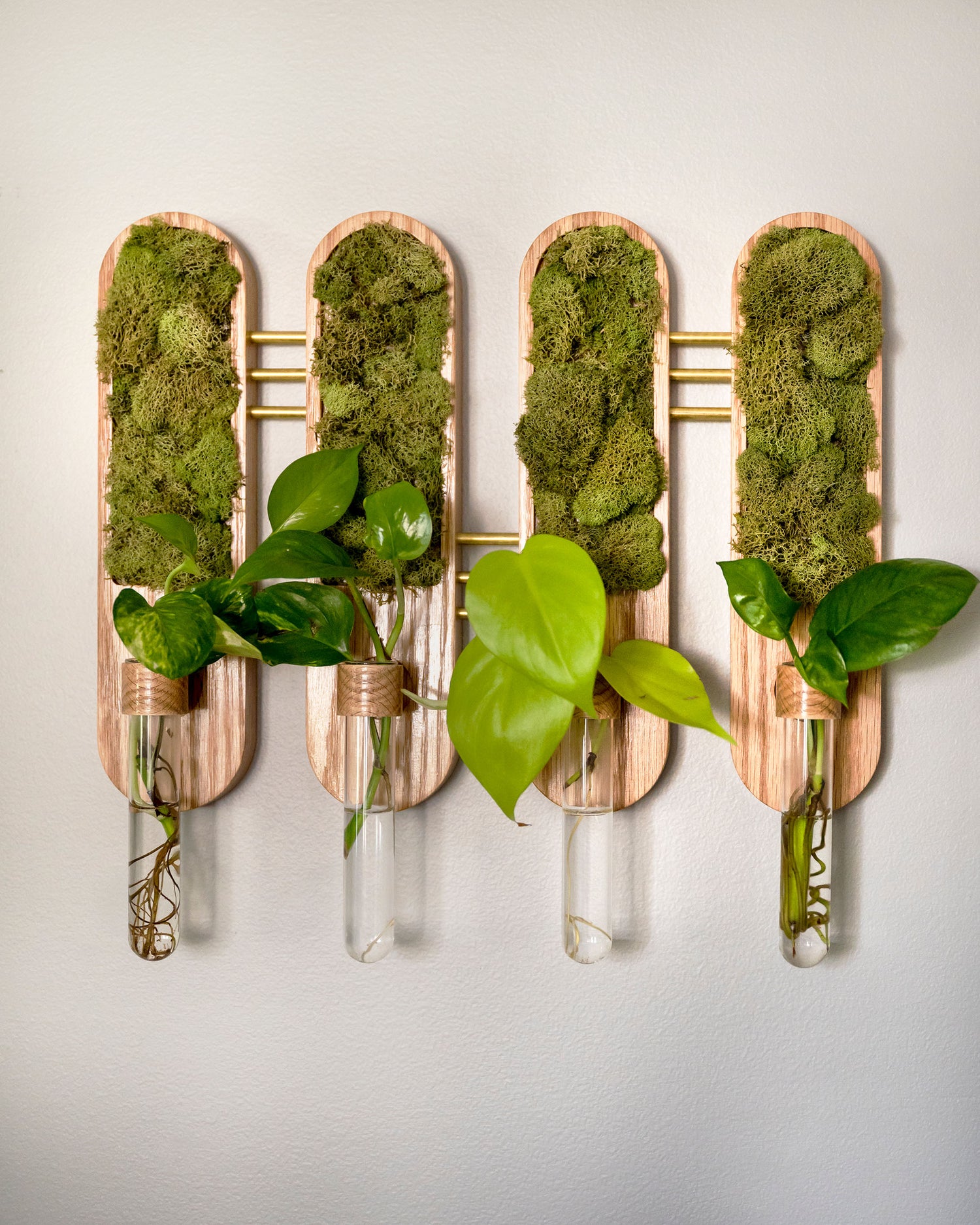 Image of Moss Art Plant Propagation Set