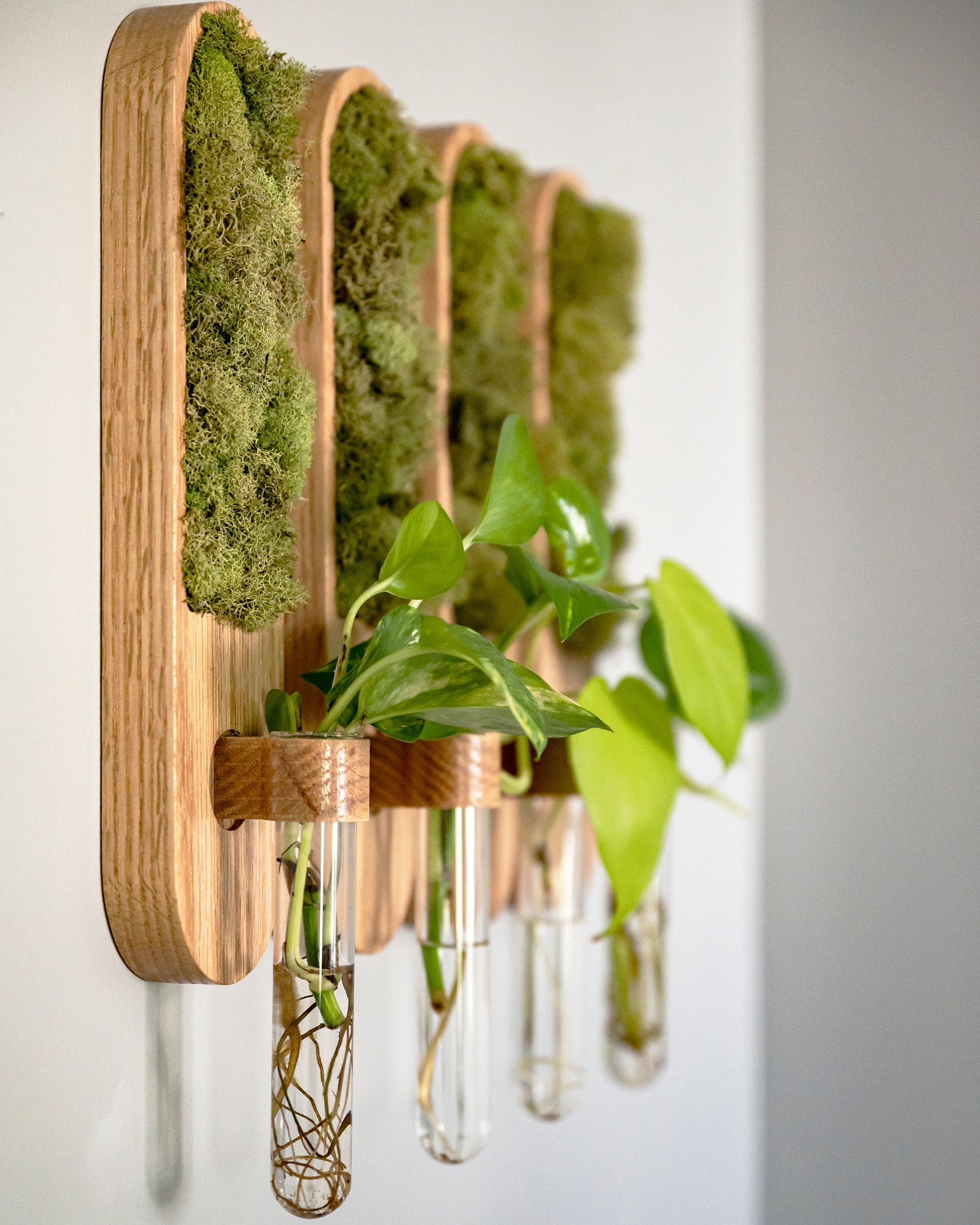 Image of Moss Art Plant Propagation Set