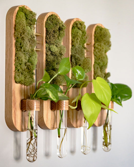 Image of Moss Art Plant Propagation Set