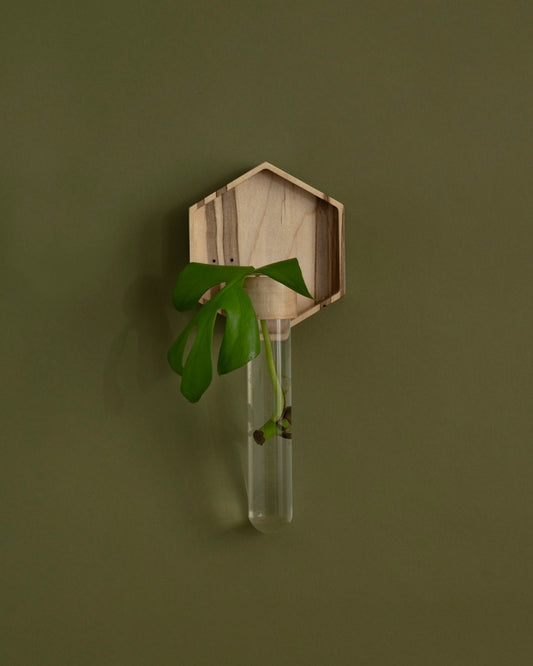Image of maple plant propagation wall vase