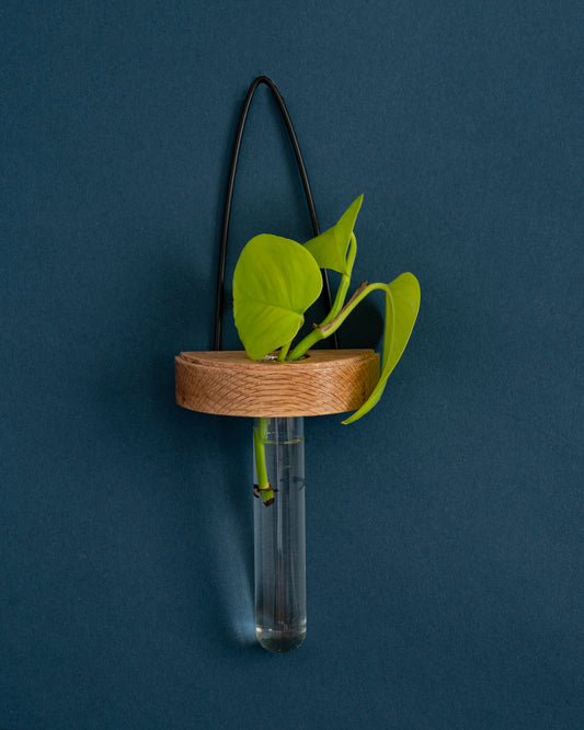 Image of half moon plant propagation wall vase