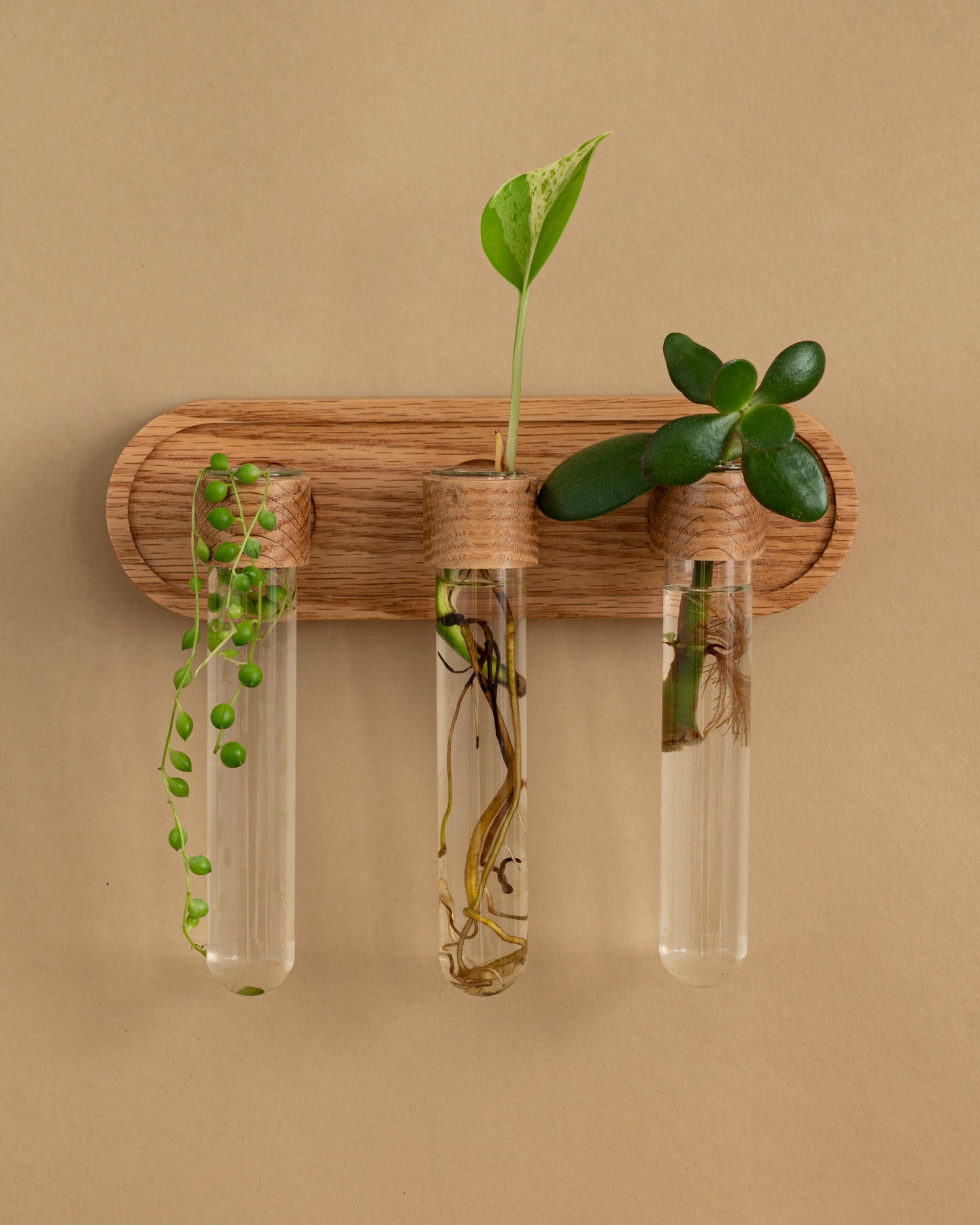 Image of oak plant propagation wall vase