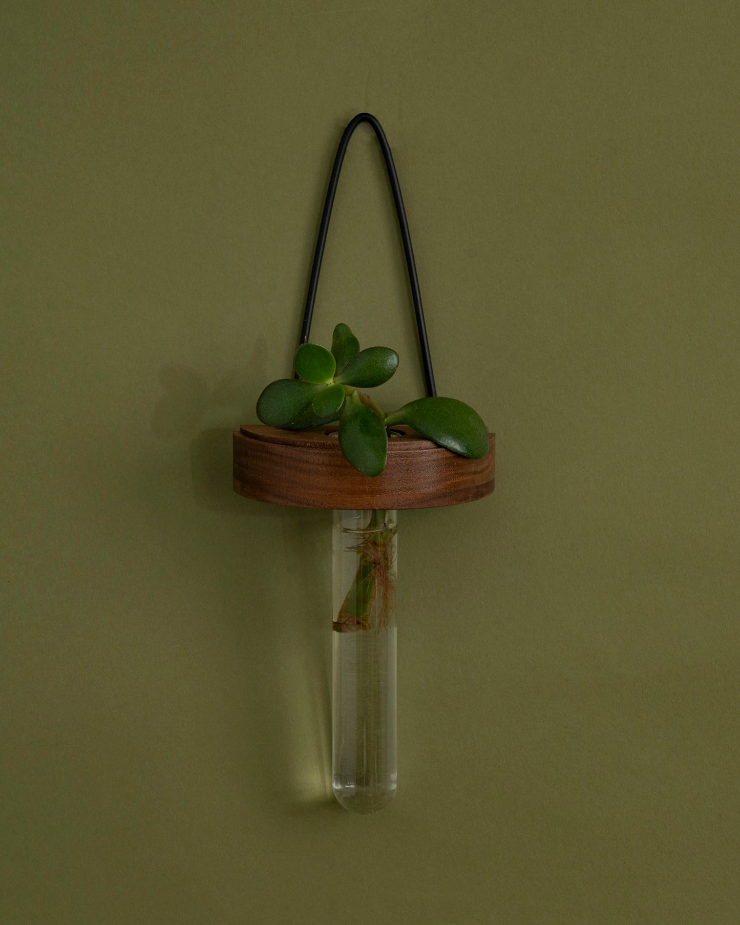 Image of half moon plant propagation wall vase