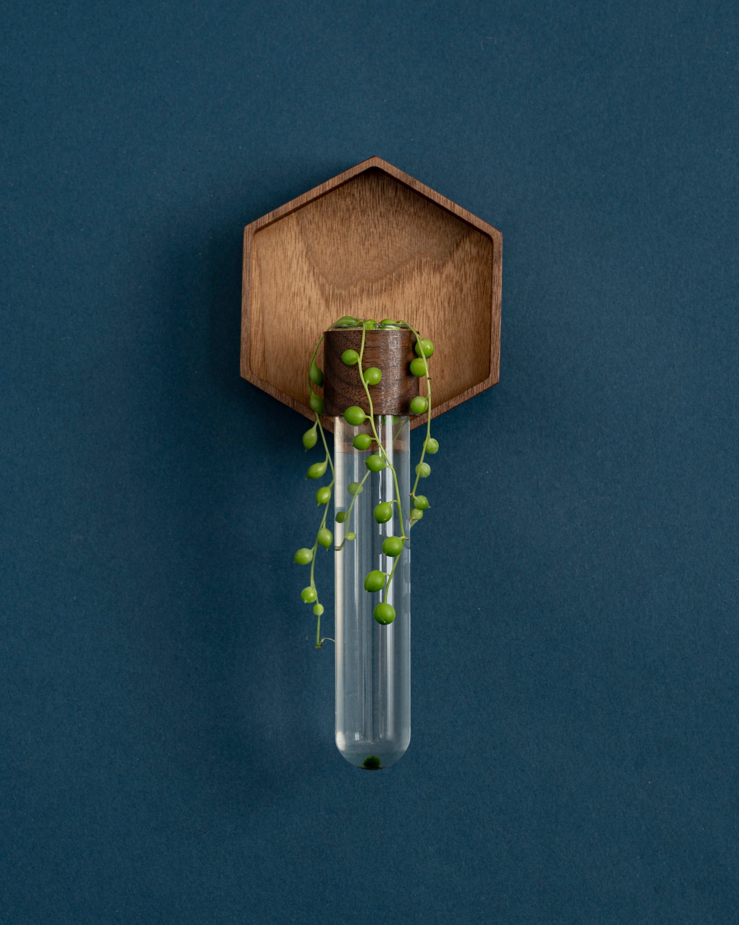 Image of walnut plant propagation wall vase