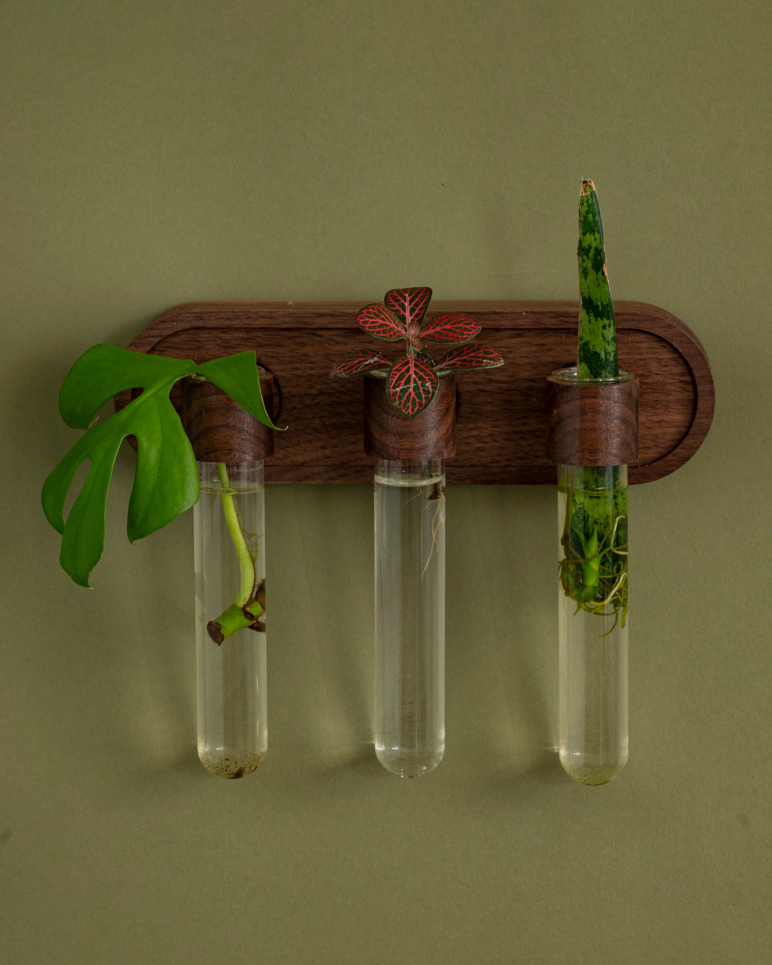 Image of walnut plant propagation wall vase