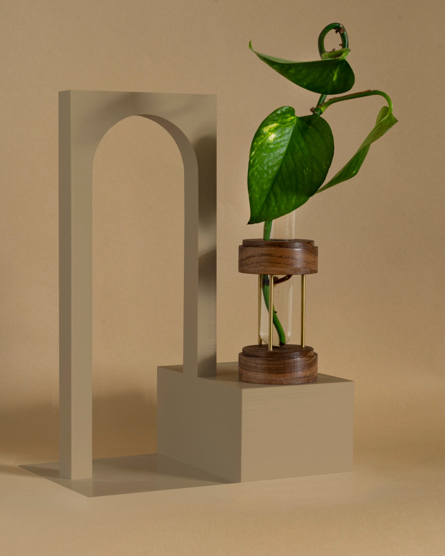 Image of walnut plant propagation stand