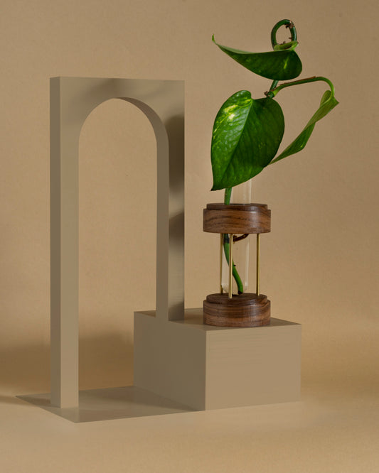 Image of walnut plant propagation stand