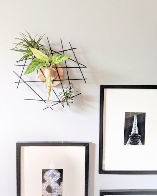 Image of Maple Crux Plant Propagation Wall Art