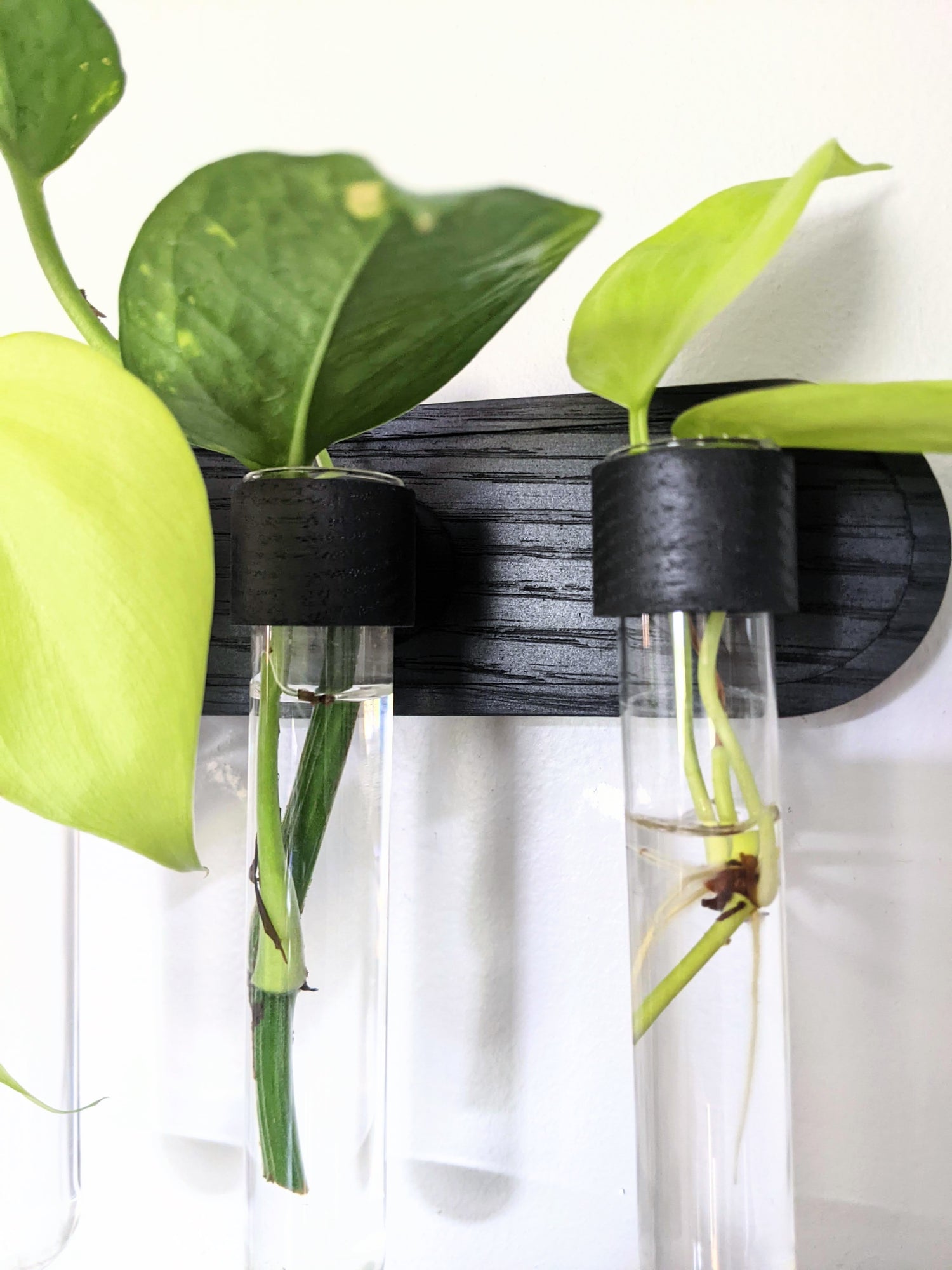 Image of black plant propagation wall vase