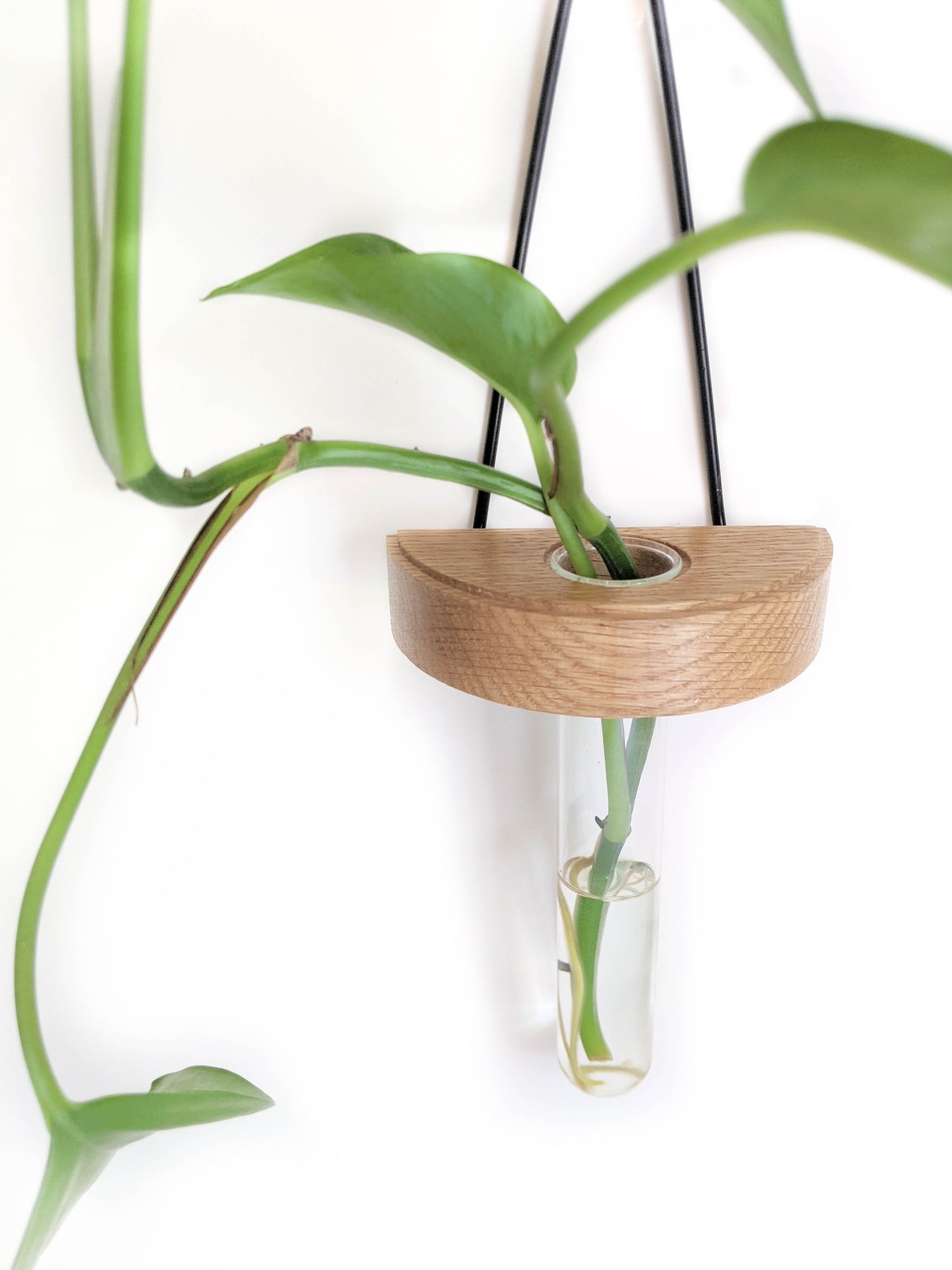 Image of half moon plant propagation wall vase