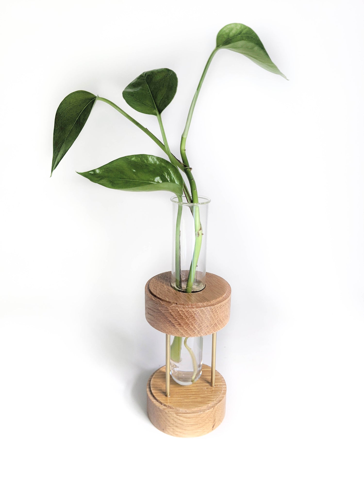 Image of oak plant propagation stand