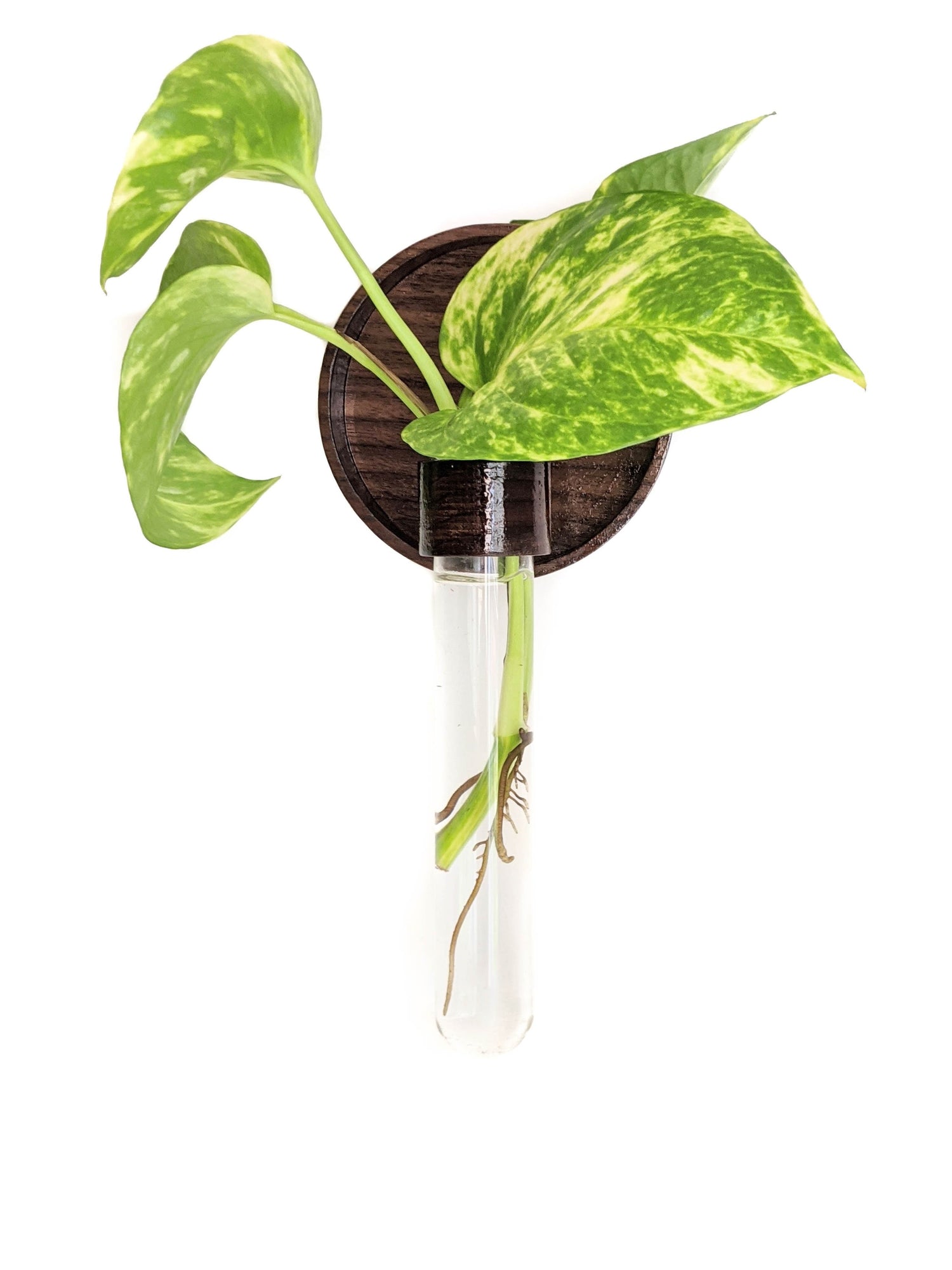 Image of walnut sunrise plant propagation vase