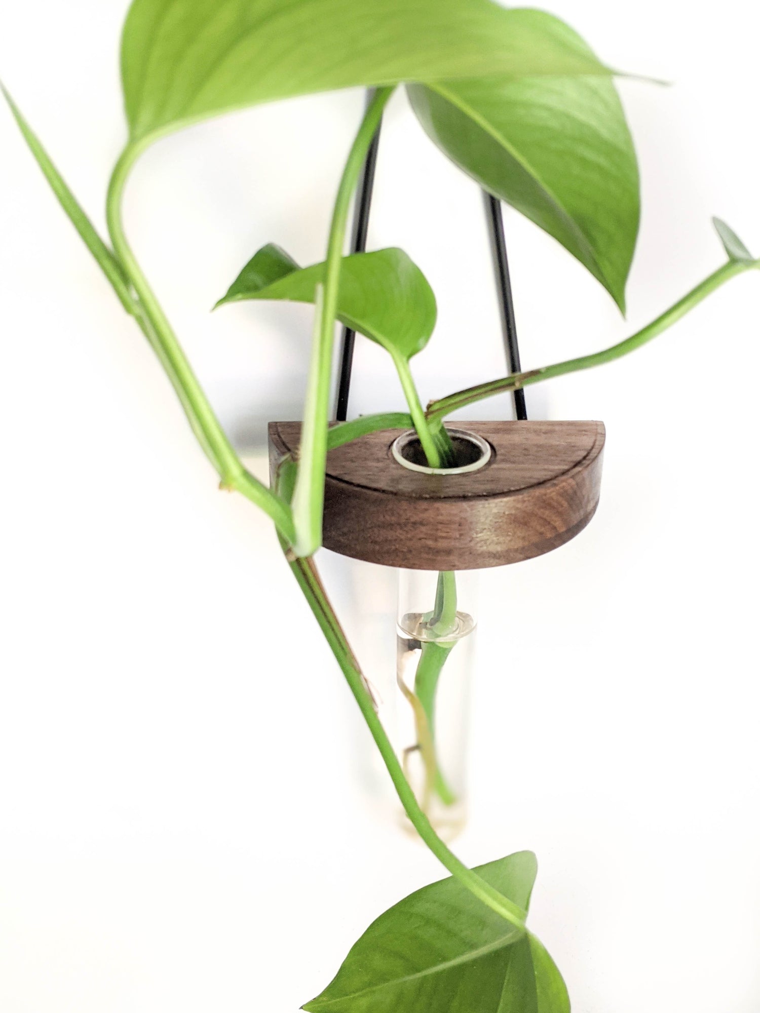 Image of half moon plant propagation wall vase