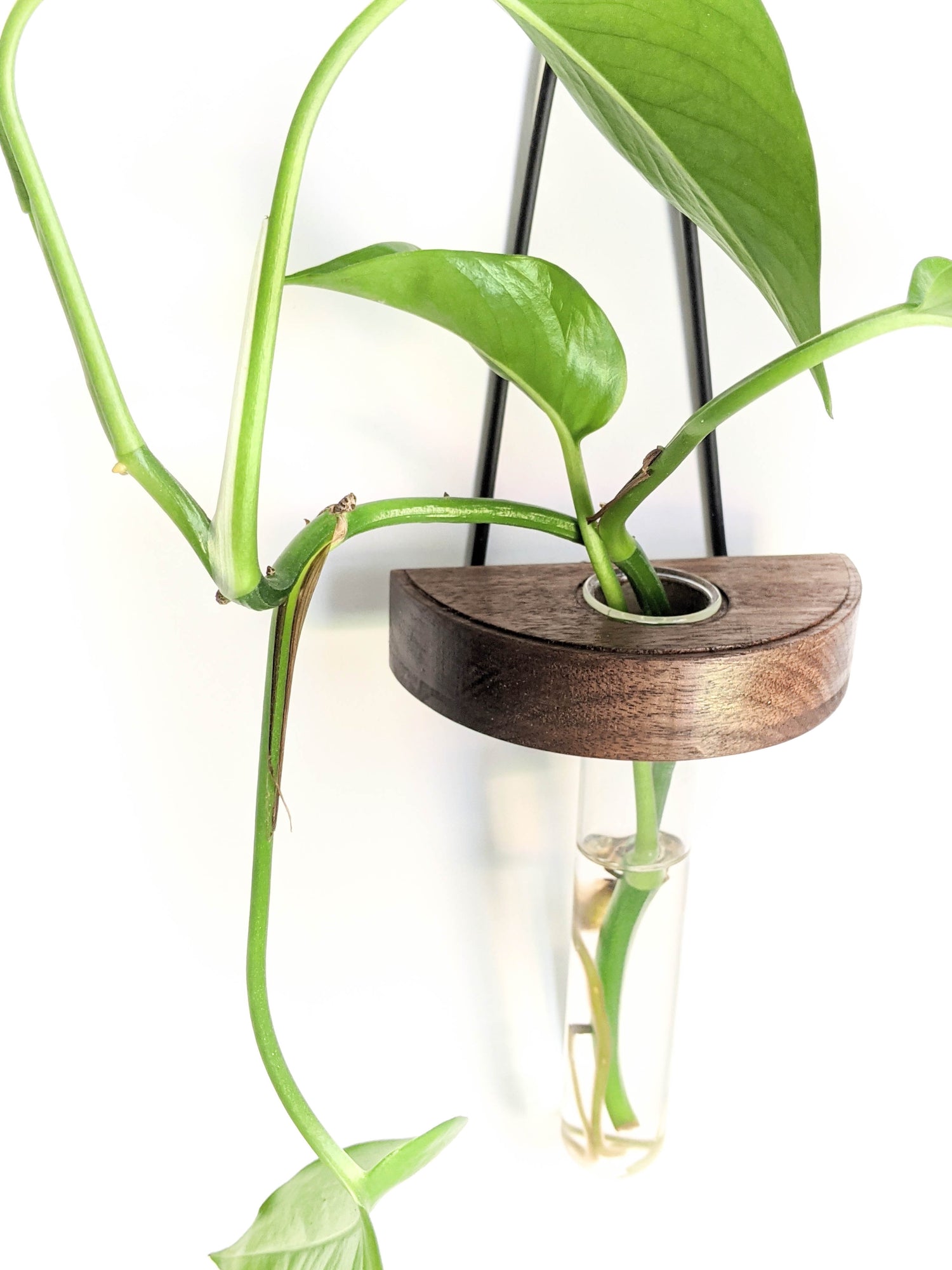 Image of piece with plant