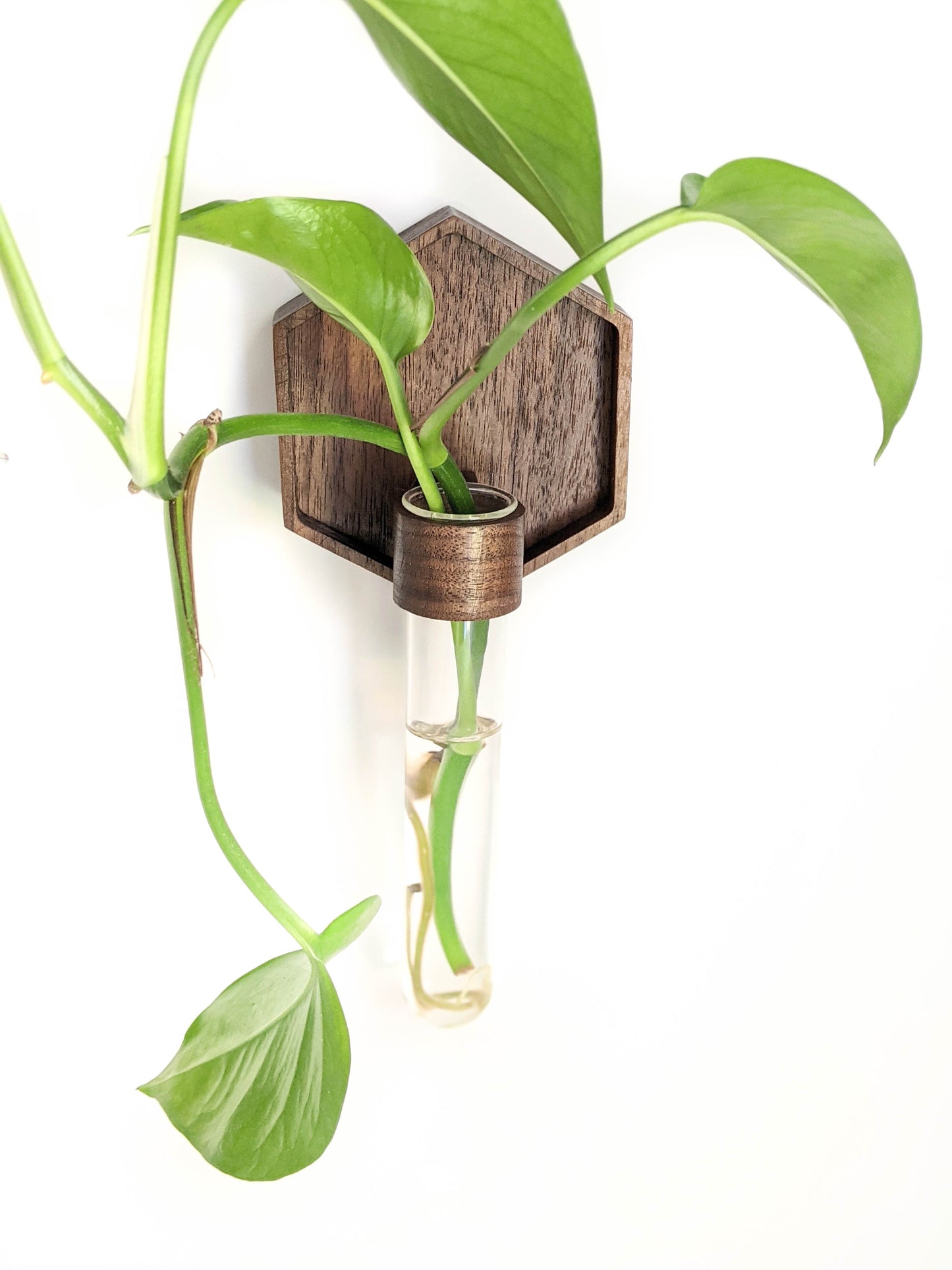 Image of walnut plant propagation wall vase