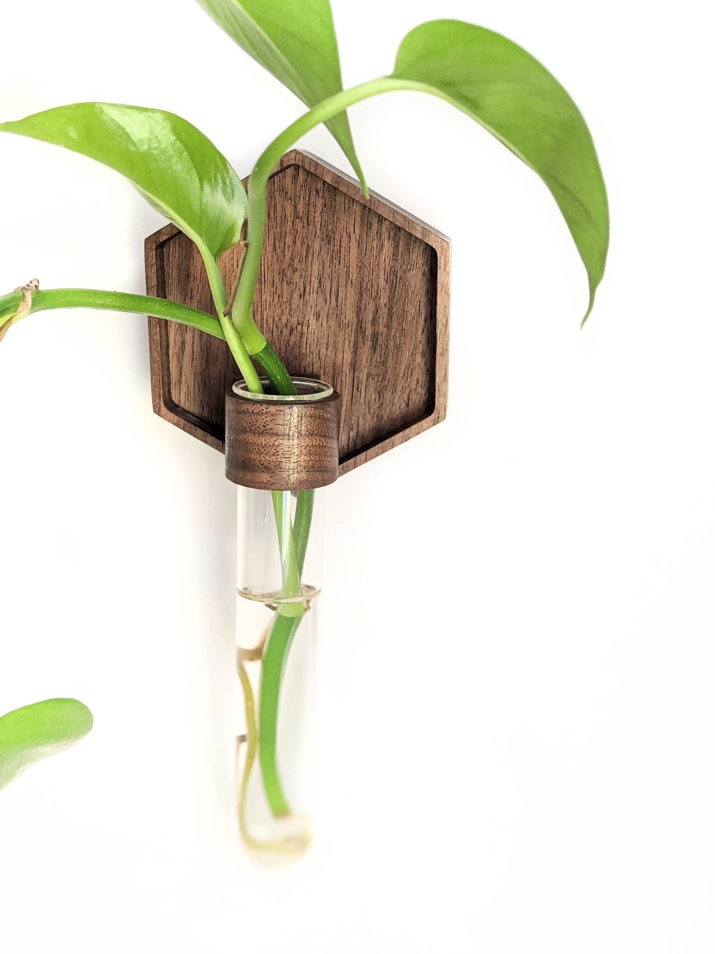 Image of walnut plant propagation wall vase